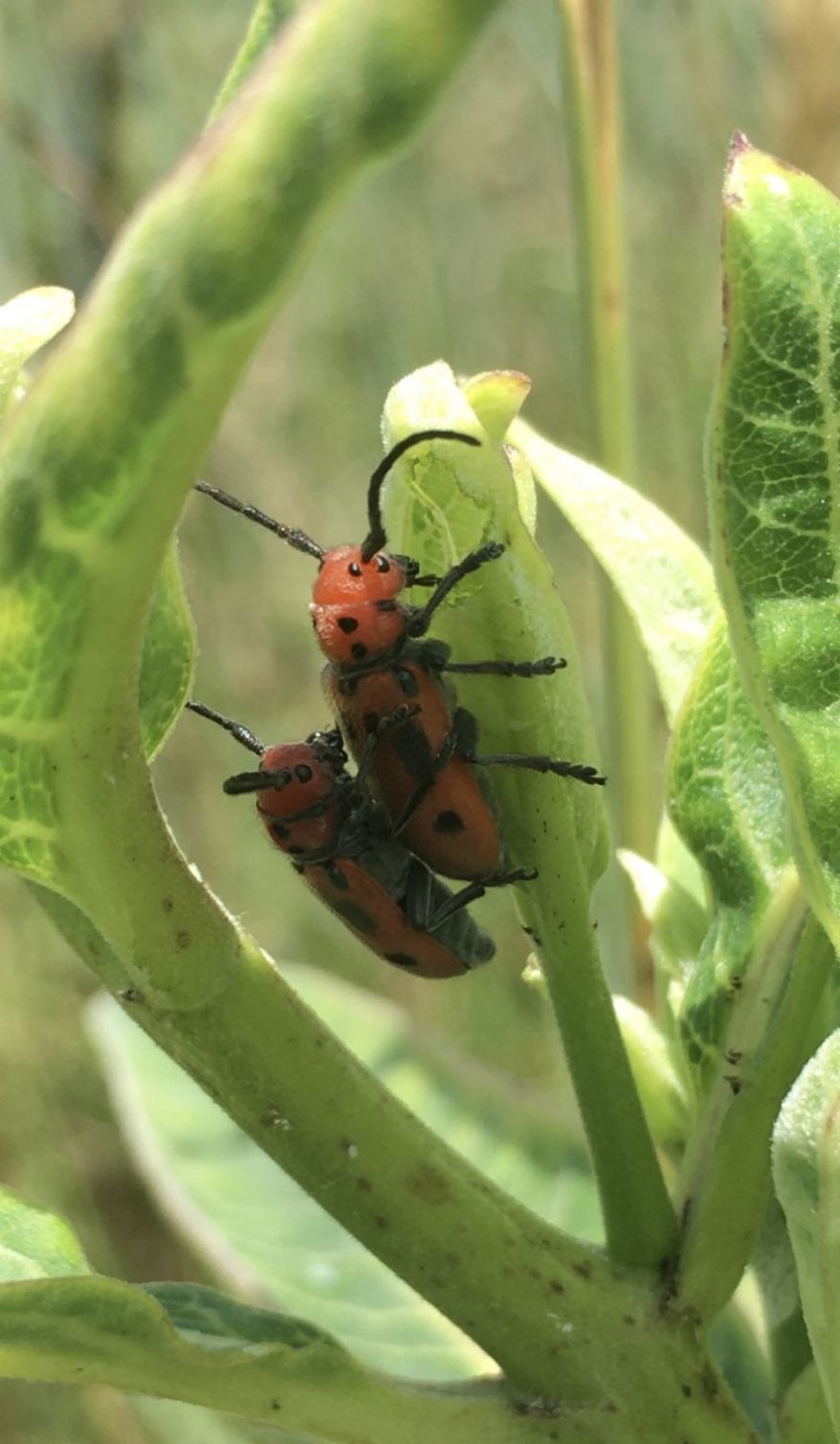 200913-lif-fojo-beetles